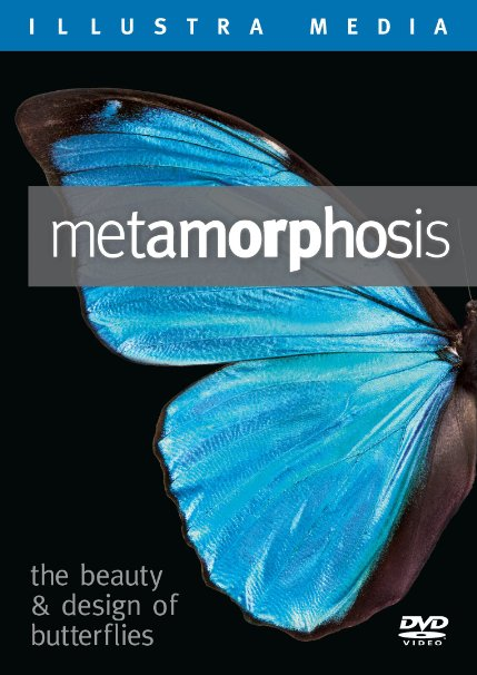 Metamorphosis—the beauty and design of butterflies D-MET